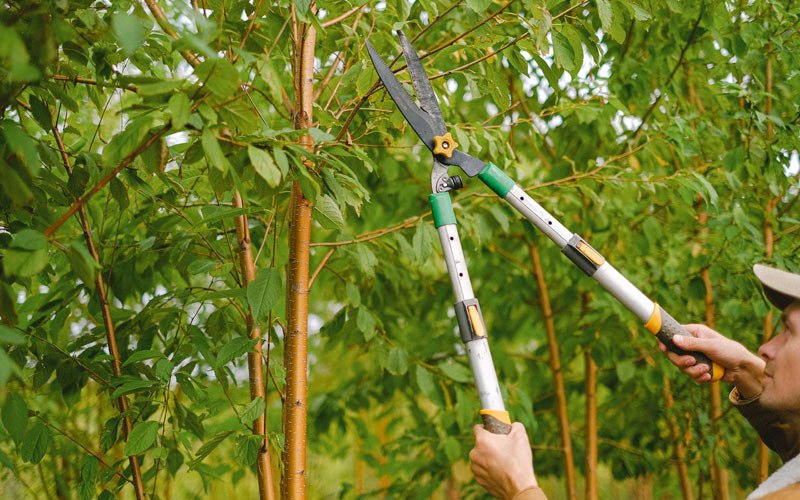 Tree trimming in Parma, MO